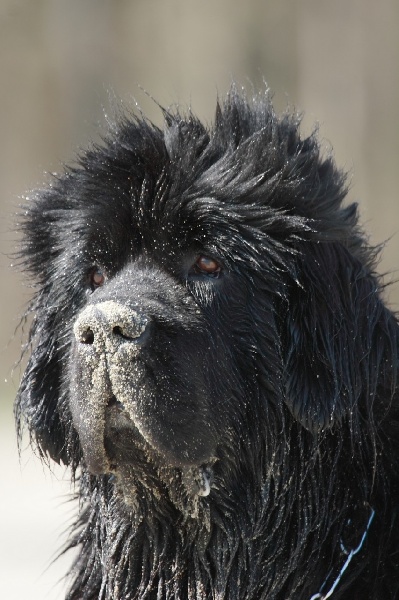 Bérlioz dit Baloo Du puy de vendègre