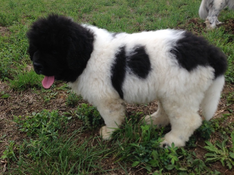Lucky of angel's de La Kabane Des Peluches Noires