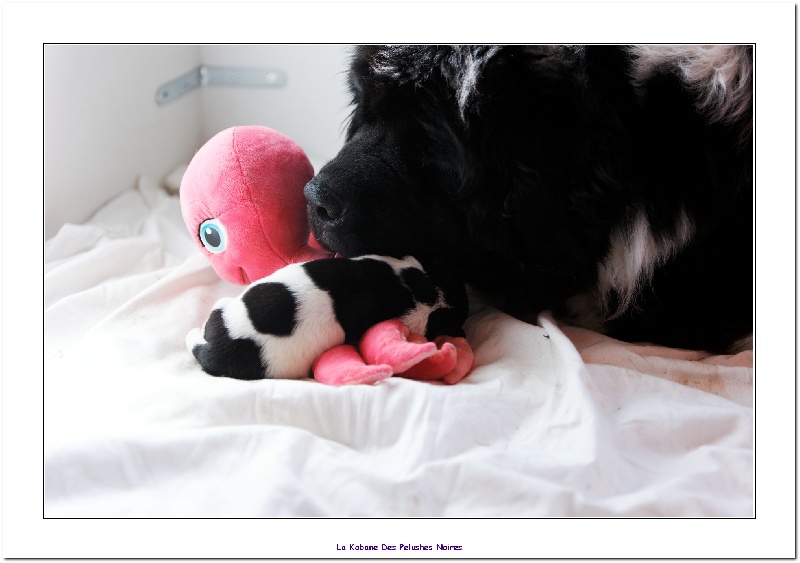 Chiots Fayja et Snowbo